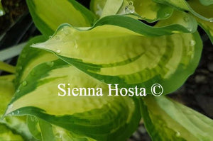 Hosta Ghost Spirit