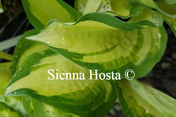 Hosta Ghost Spirit