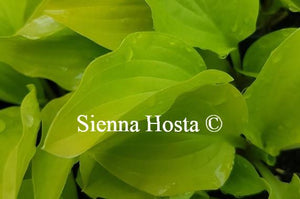 Hosta Golden Scepter