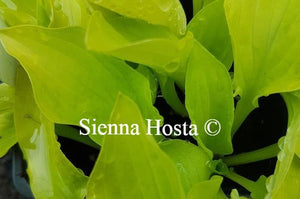 Hosta Golden Scepter