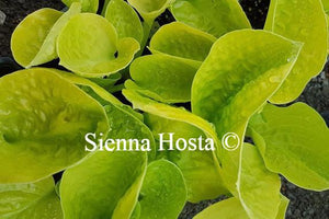 Hosta Eye Catcher