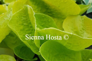 Hosta Eye Catcher