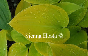 Apple Candy Hosta Suppliers