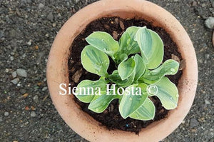 Hosta Frosted Mouse Ears