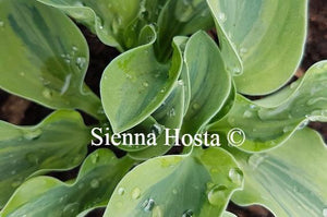 Hosta Frosted Mouse Ears