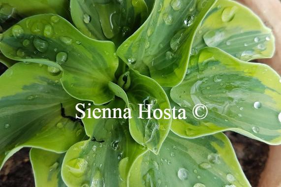 Hosta Lucky Mouse