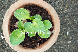 Hosta Giantland Sunny Mouse Ears