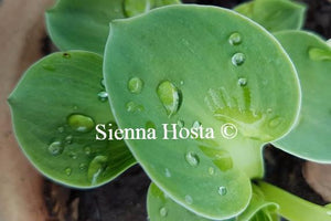 Hosta Giantland Sunny Mouse Ears