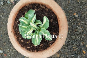 Hosta Snow Mouse