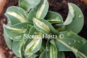 Hosta 'Snow Mouse'