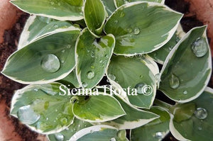 Hosta Country Mouse