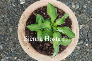 Hosta Green Mouse Ears