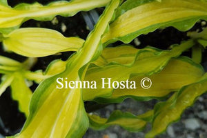 Hosta Kabitan