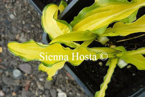 Hosta Kabitan