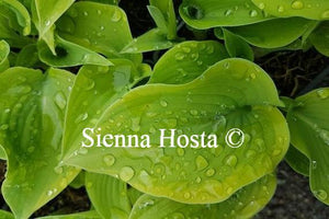 Hosta Katie Q