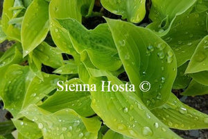 Hosta Katie Q