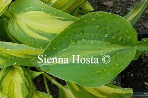 Hosta Kiwi Full Monty