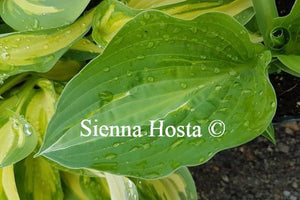 Hosta Kiwi Full Monty