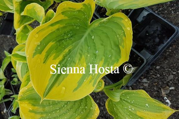 Magic Fire Hosta Hosta 'Magic Fire' - Sienna Hosta