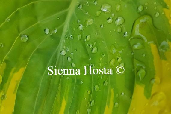 Magic Fire Hosta Hosta 'Magic Fire' - Sienna Hosta