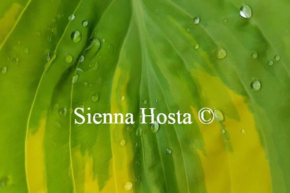 Magic Fire Hosta Hosta 'Magic Fire' - Sienna Hosta