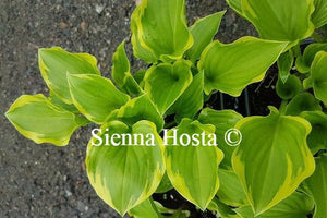 Hosta Lakeside Baby Face