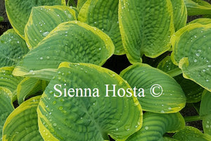 Hosta 'Lakeside Rhapsody'