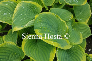 Hosta 'Lakeside Rhapsody'