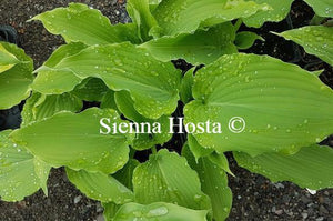 Hosta Lily Blue Eyes