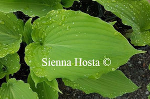 Hosta Lily Blue Eyes