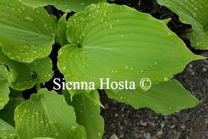 Hosta Lily Blue Eyes