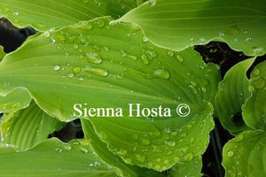 Hosta Lily Blue Eyes