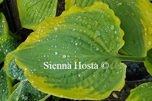Hosta 'Seducer'