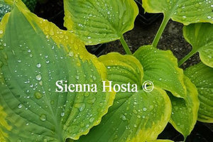 Hosta 'Seducer'