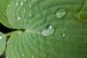 Hosta Silver Bay