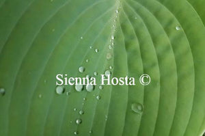 Hosta Silver Bay