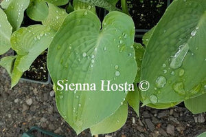 Hosta Silver Bay