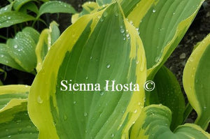 Hosta Regal Supreme