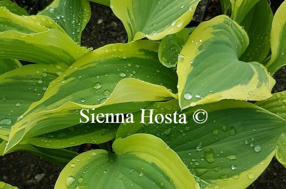 Hosta Regal Supreme