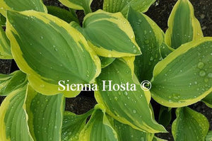 Hosta Regal Supreme
