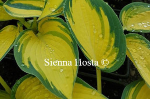 Hosta 'Remember Me'