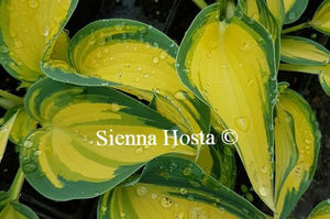 Hosta 'Remember Me'