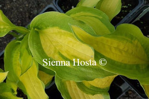 Hosta Red Hot Flash