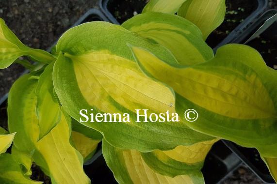 Hosta Red Hot Flash