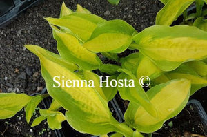 Hosta Red Hot Flash
