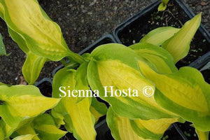 Hosta Red Hot Flash