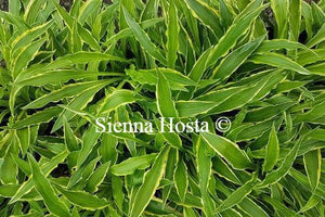 Hosta 'Stiletto'