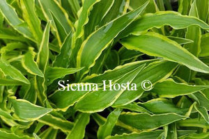 Hosta 'Stiletto'