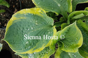 Hosta Pizzazz