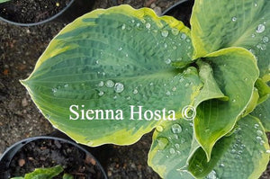Hosta Pizzazz